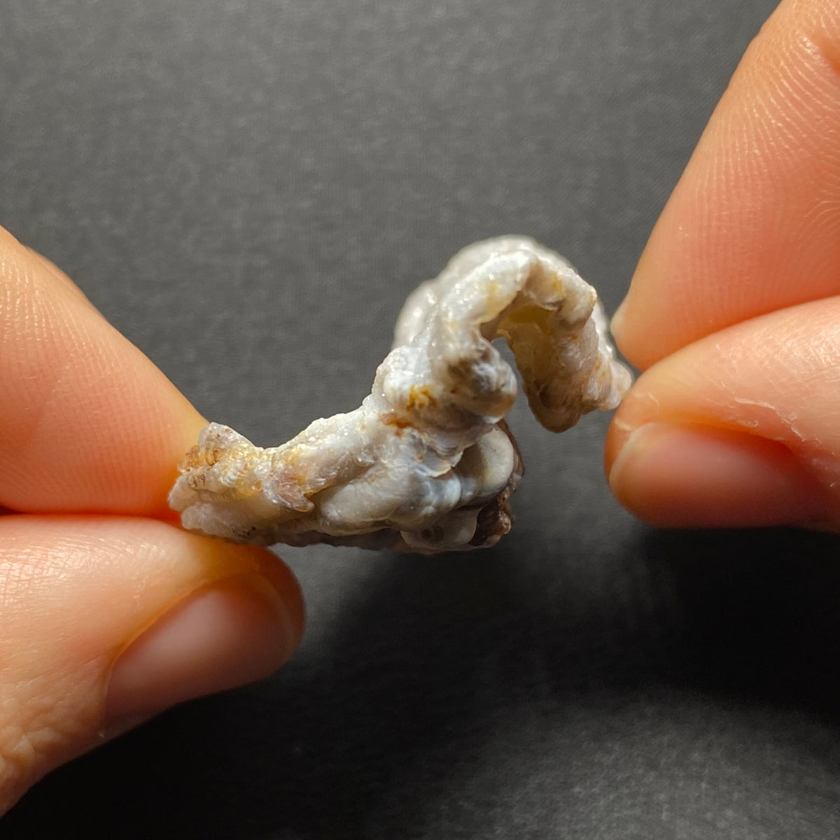 Oyster Agate - Mexico