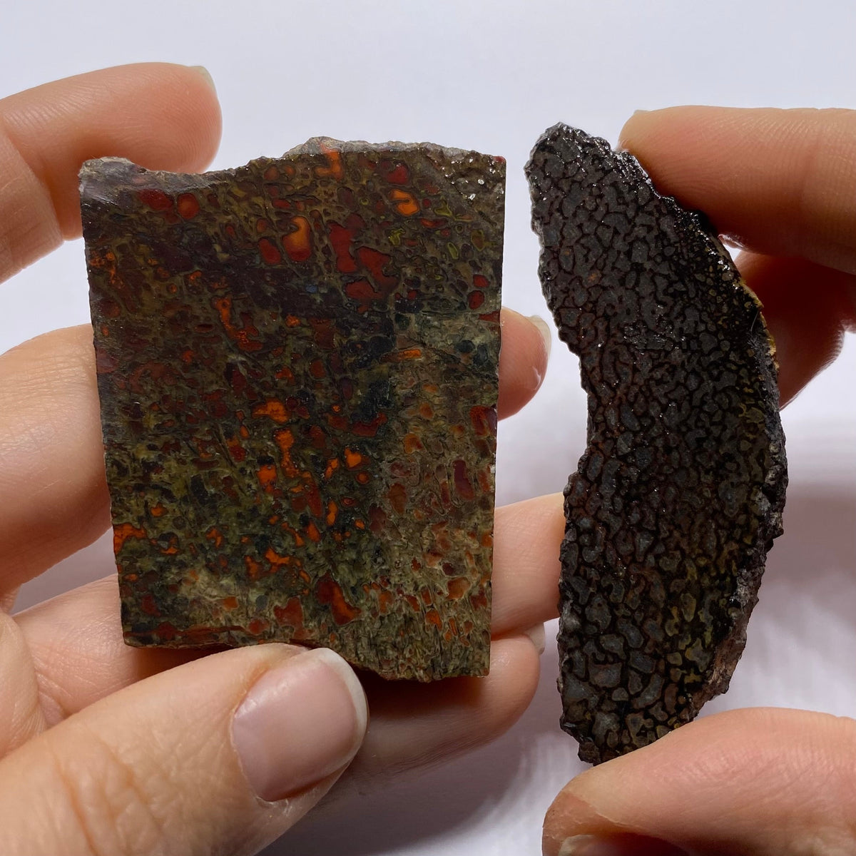 Agatized Dinosaur Bone — Utah