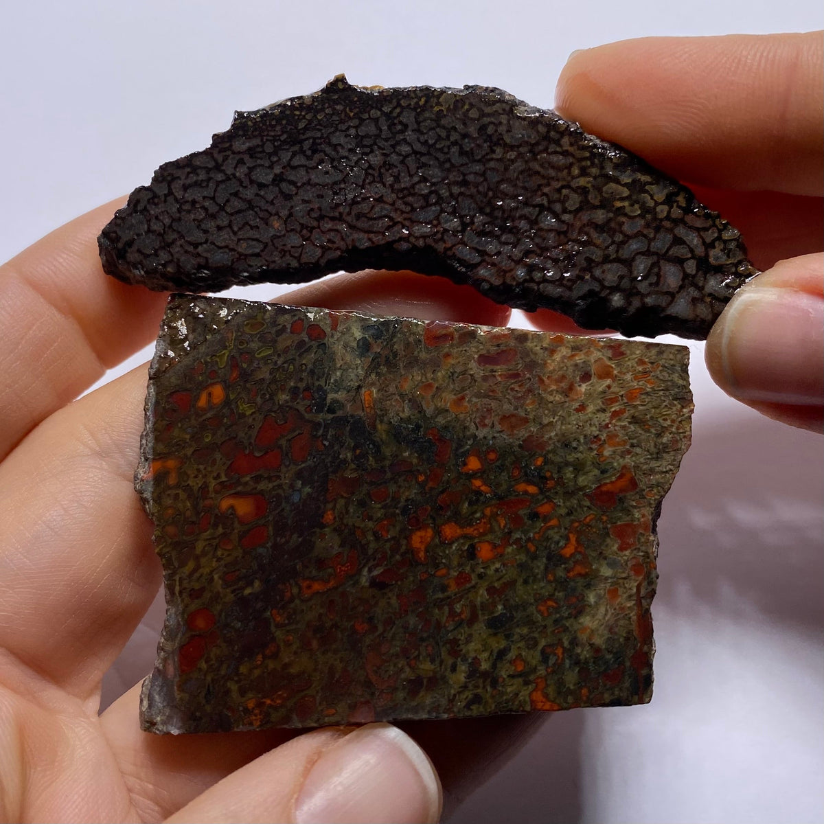 Agatized Dinosaur Bone — Utah