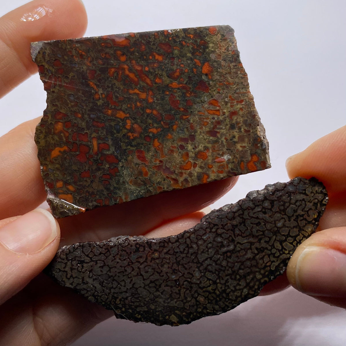 Agatized Dinosaur Bone — Utah