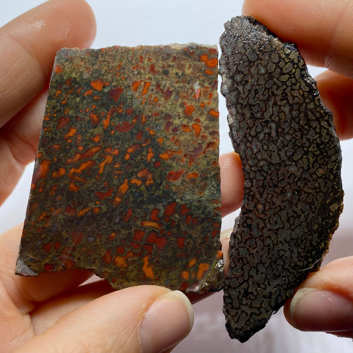 Agatized Dinosaur Bone — Utah