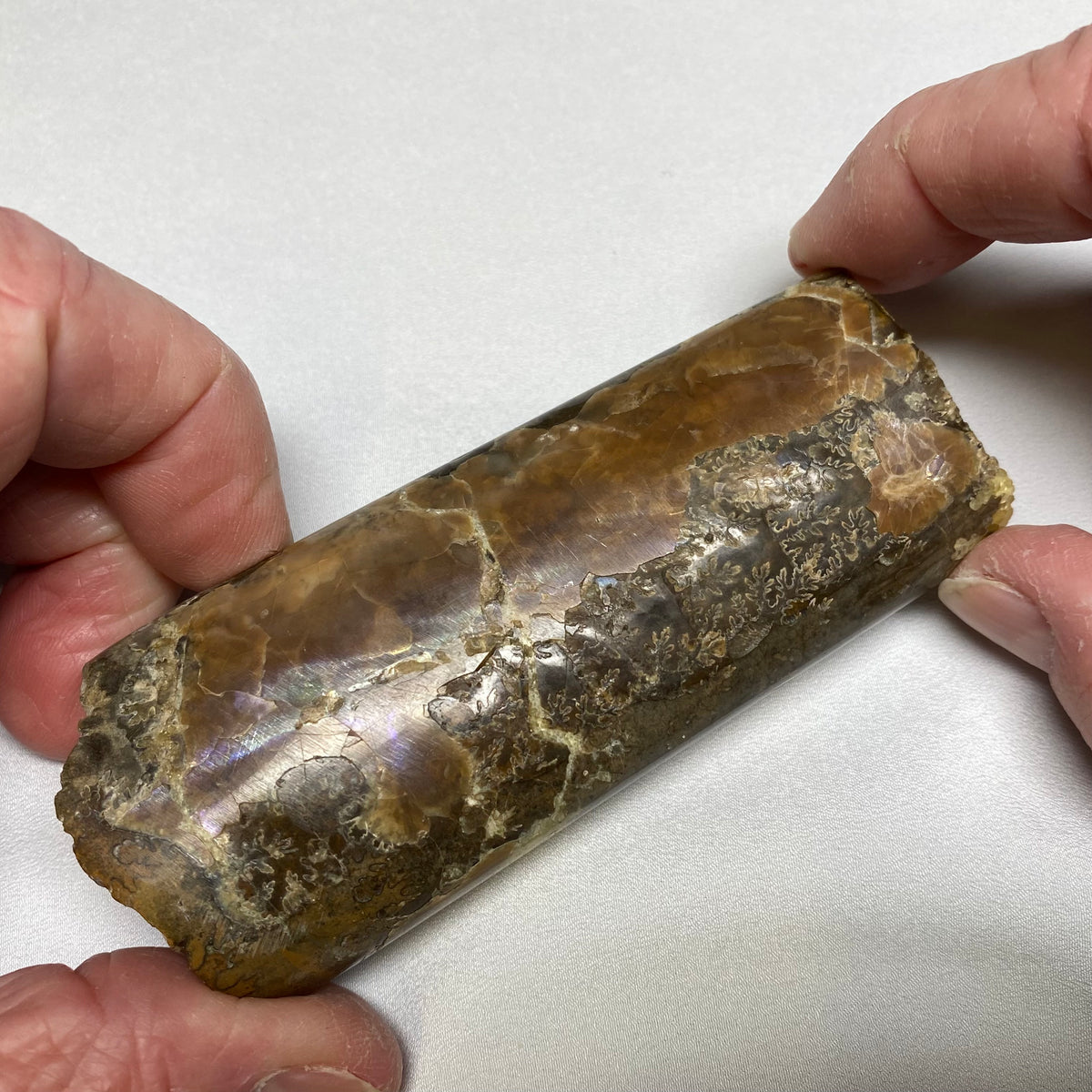 Baculite Fossil Shell - Western Interior, Seaway, North America
