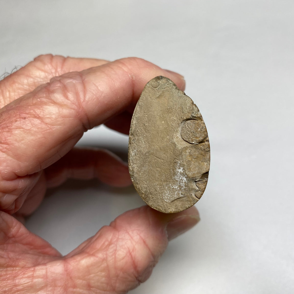 Baculite Fossil Shell - Western Interior, Seaway, North America