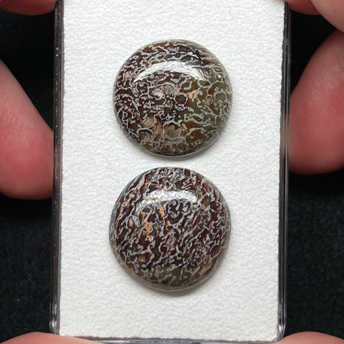 Fossilized Dinosaur Bone Cabochon