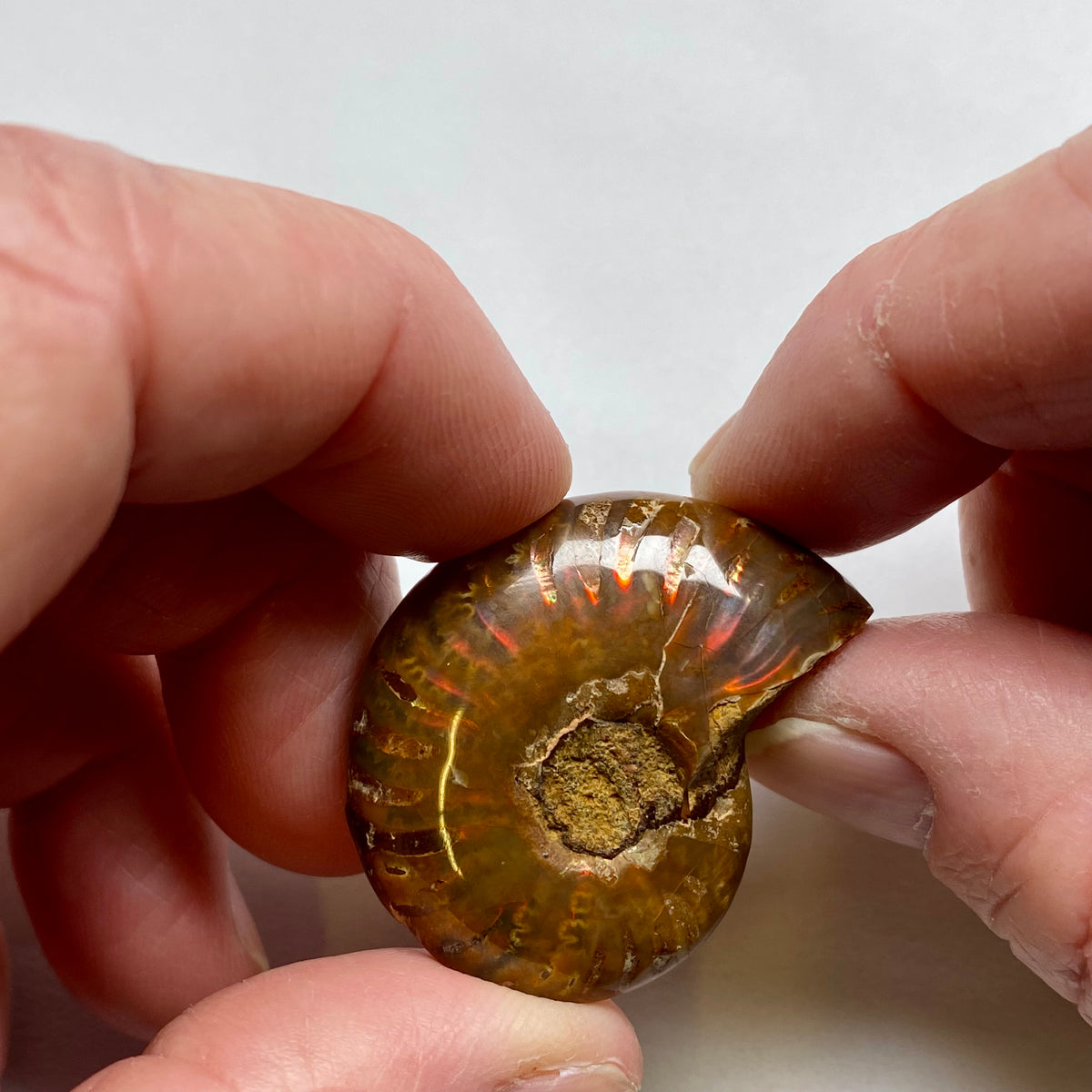 Ammonite Shell - Madagascar