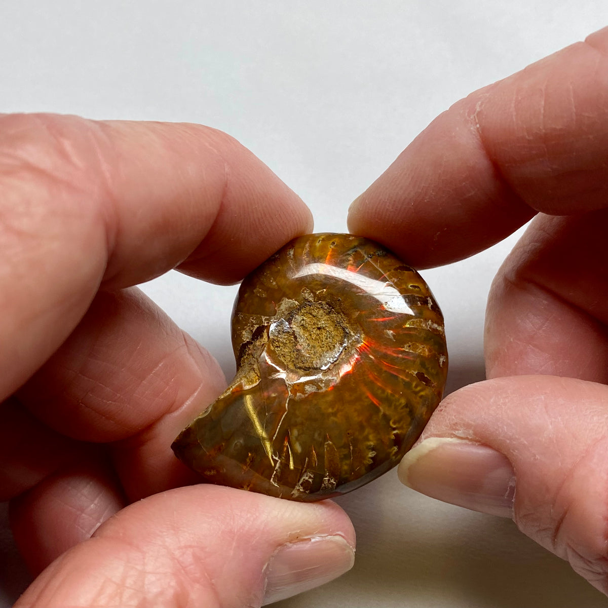Ammonite Shell - Madagascar
