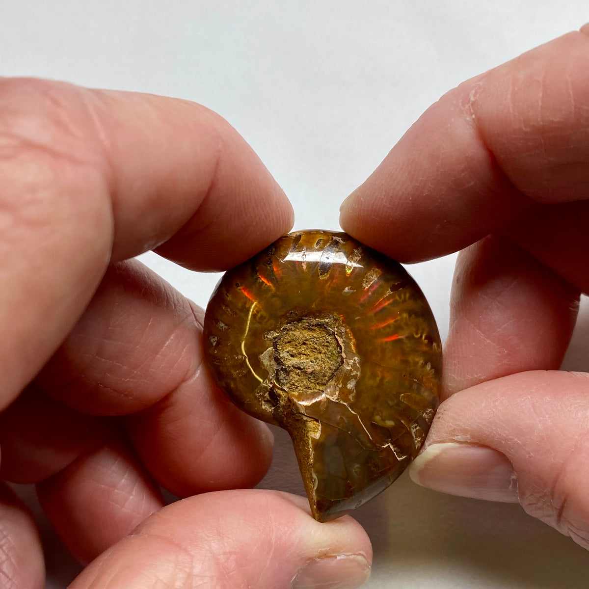 Ammonite Shell - Madagascar