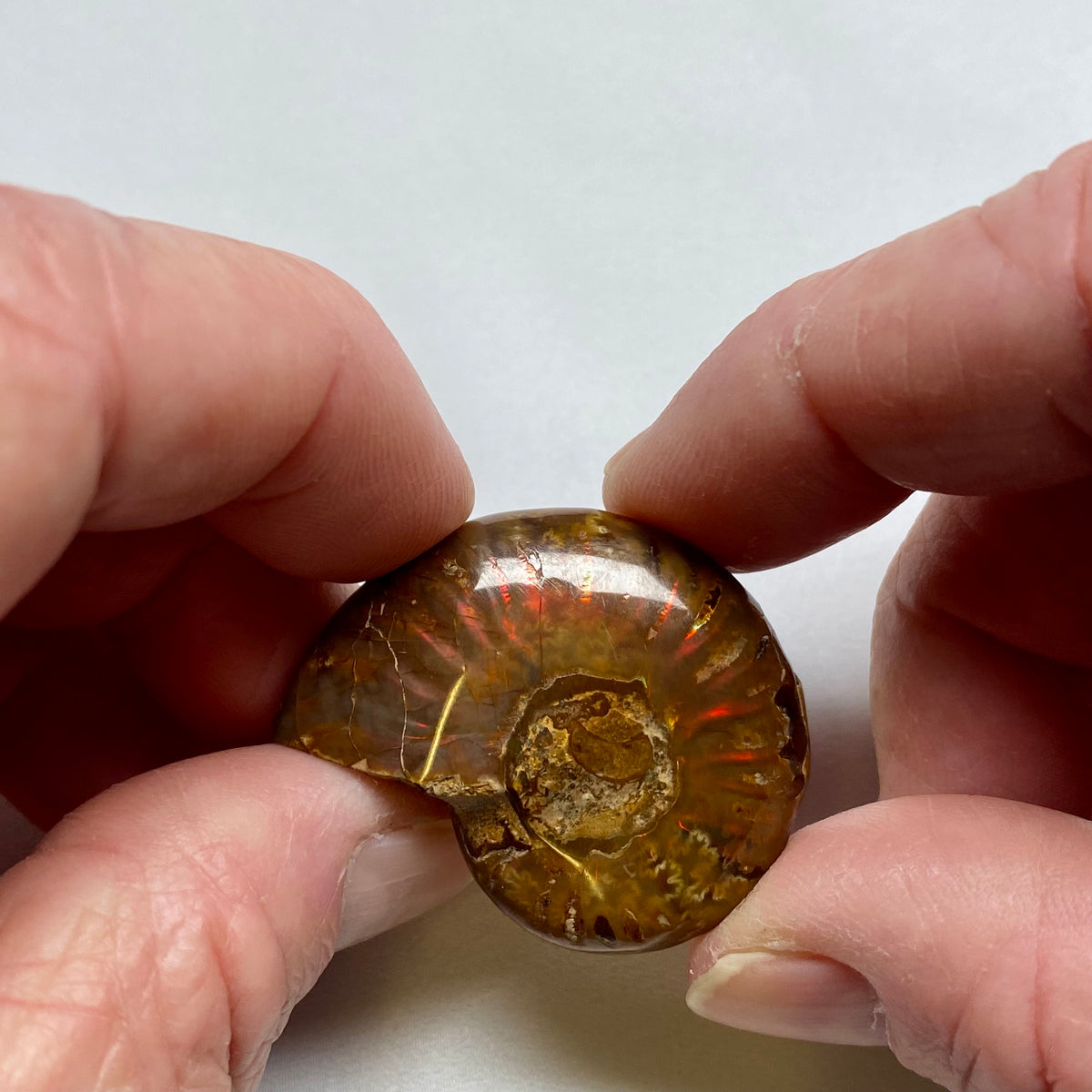 Ammonite Shell - Madagascar