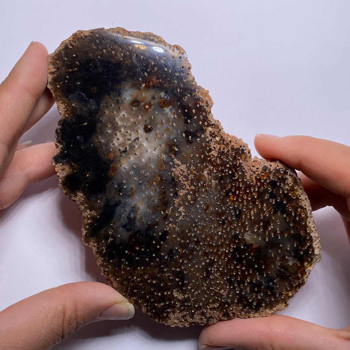 Petrified Wood - Burma