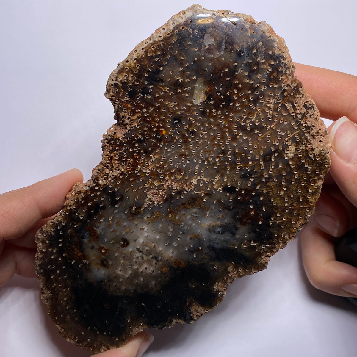 Petrified Wood - Burma