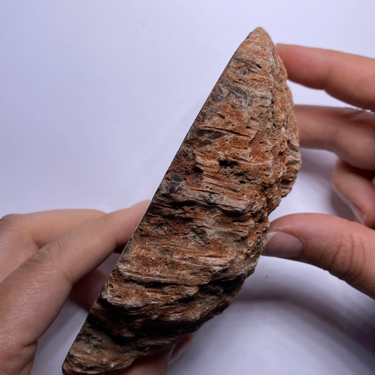 Petrified Wood - Burma