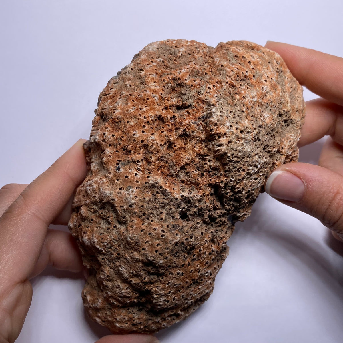 Petrified Wood - Burma