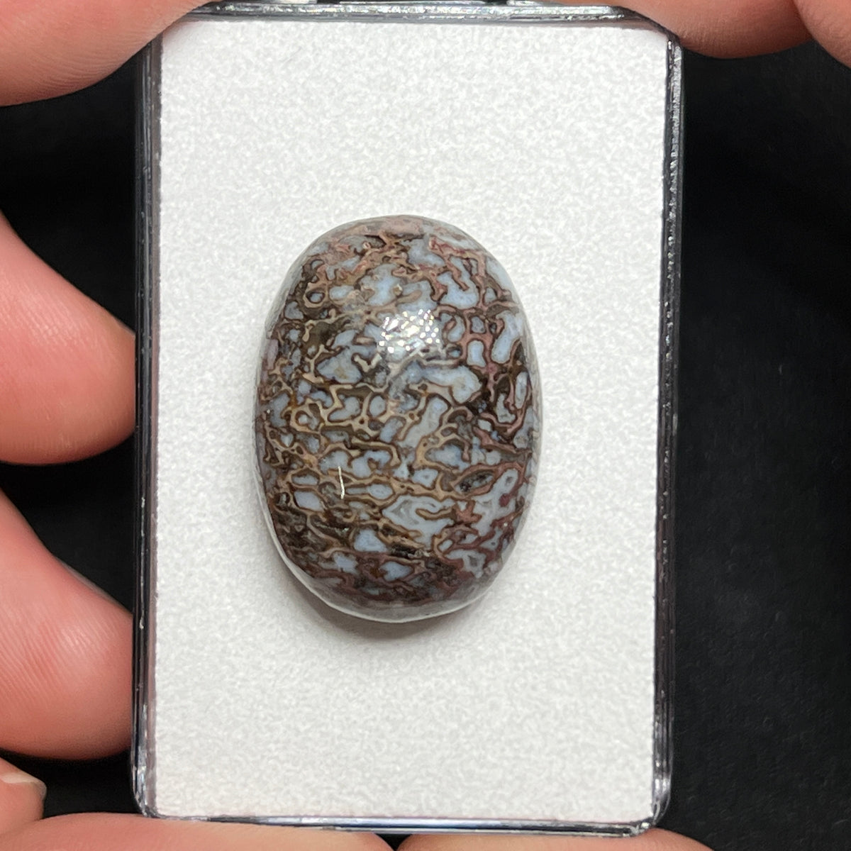 Fossilized Dinosaur Bone Cabochon