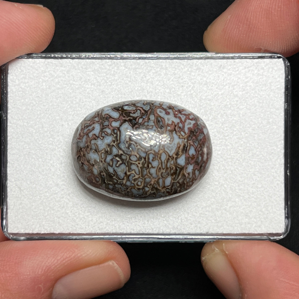 Fossilized Dinosaur Bone Cabochon