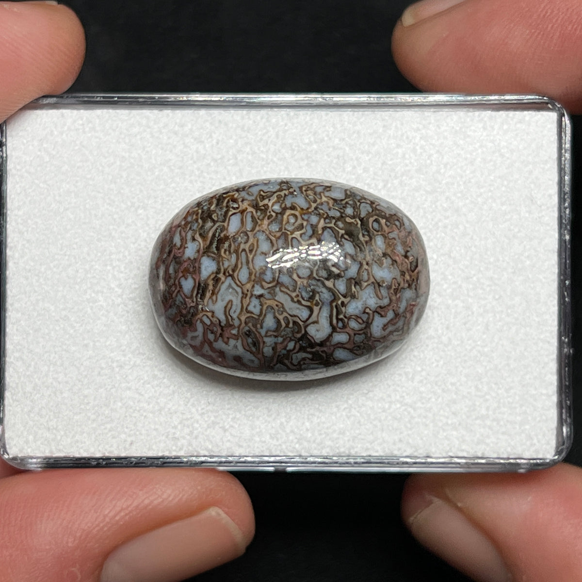 Fossilized Dinosaur Bone Cabochon