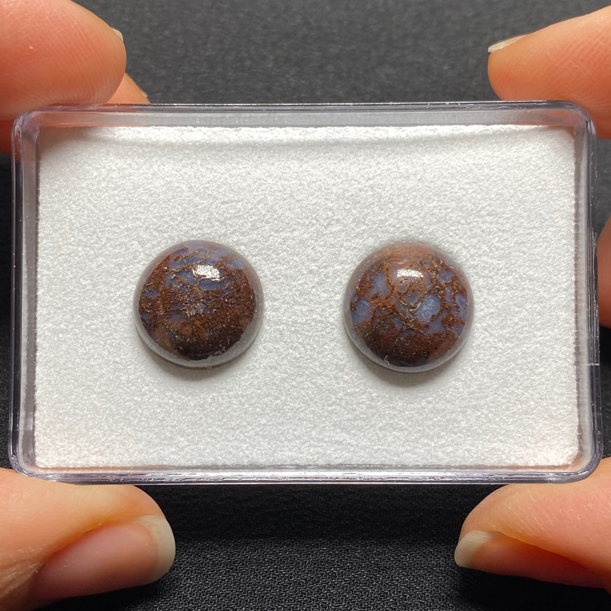Fossilized Dinosaur Bone Cabochon