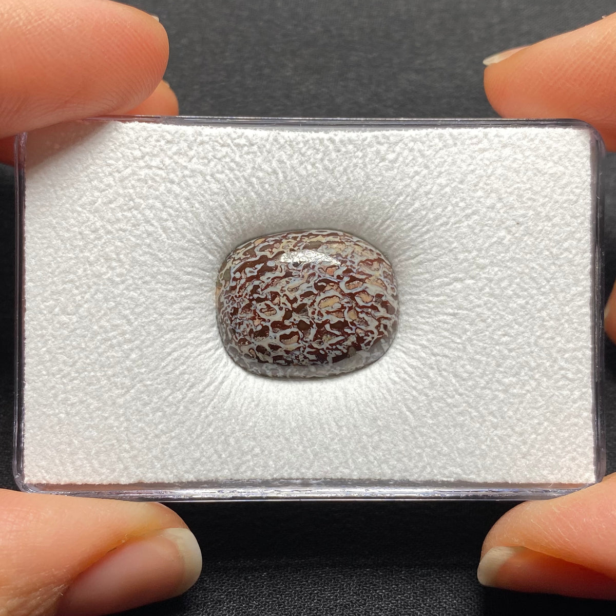 Fossilized Dinosaur Bone Cabochon