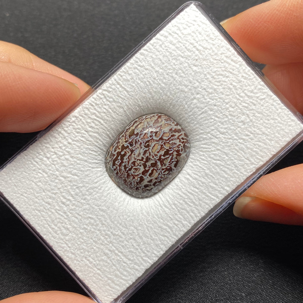 Fossilized Dinosaur Bone Cabochon