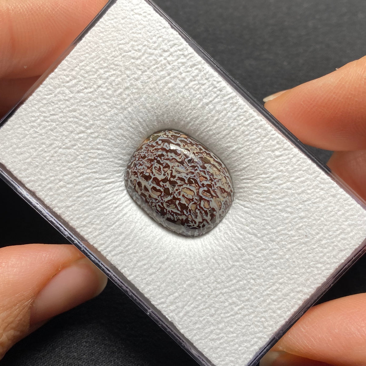 Fossilized Dinosaur Bone Cabochon