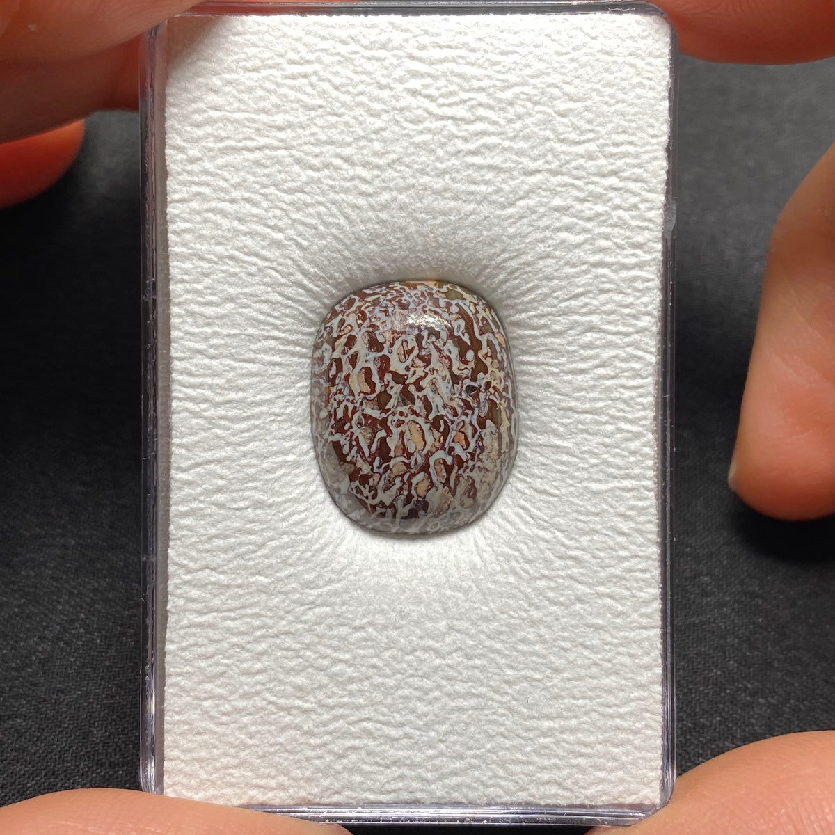 Fossilized Dinosaur Bone Cabochon