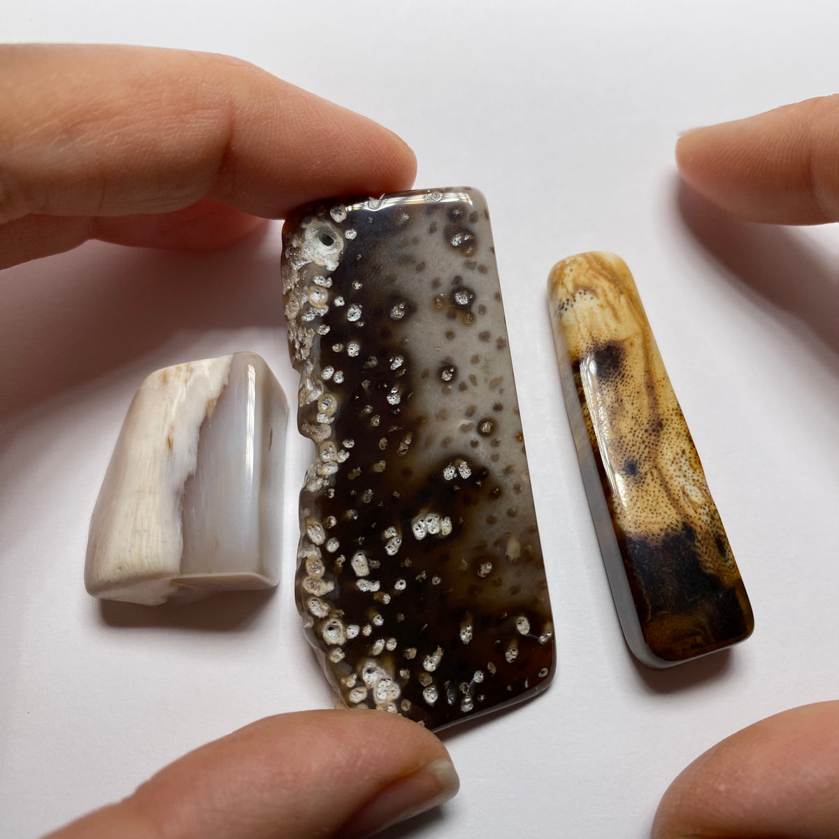 Petrified Wood - Burma