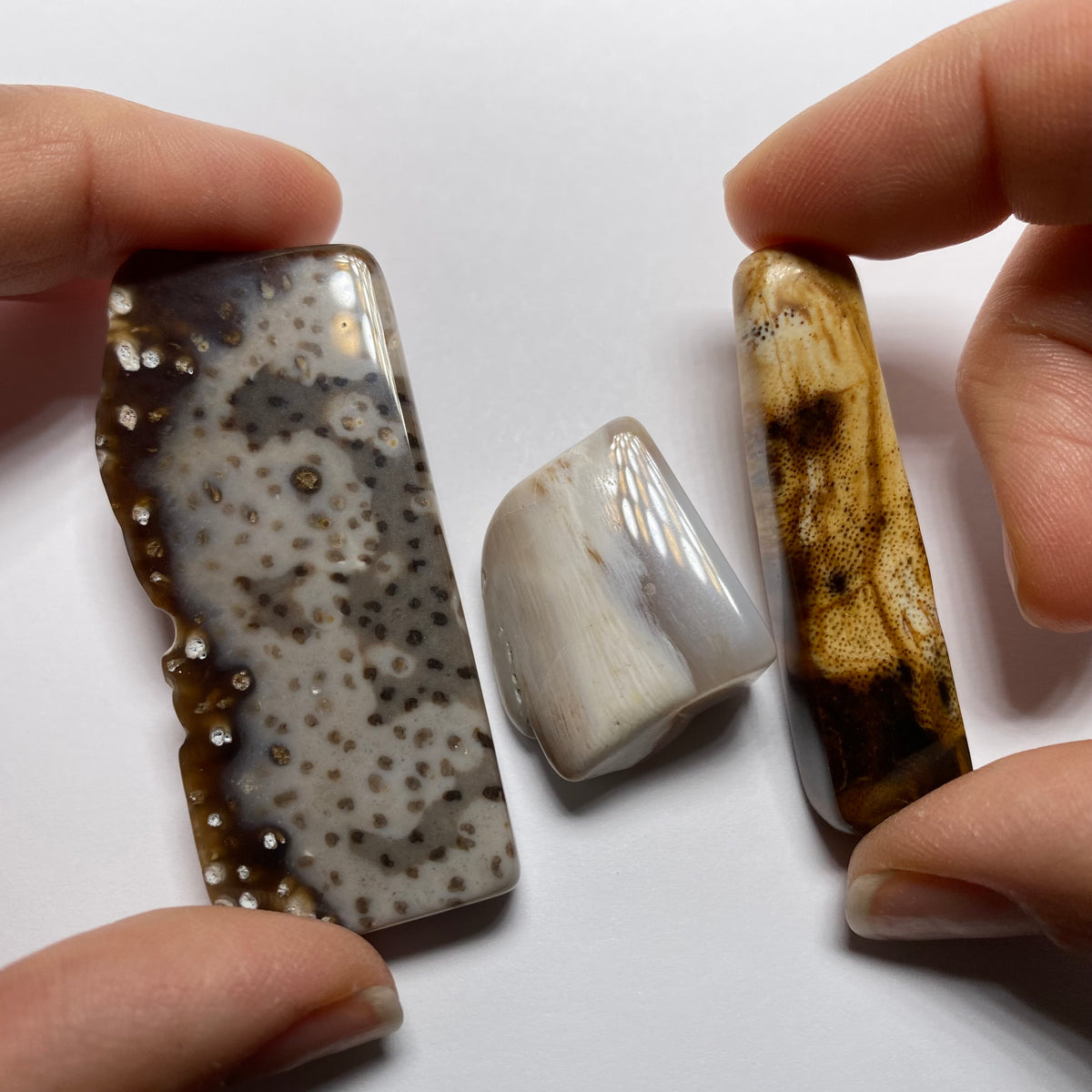 Petrified Wood - Burma