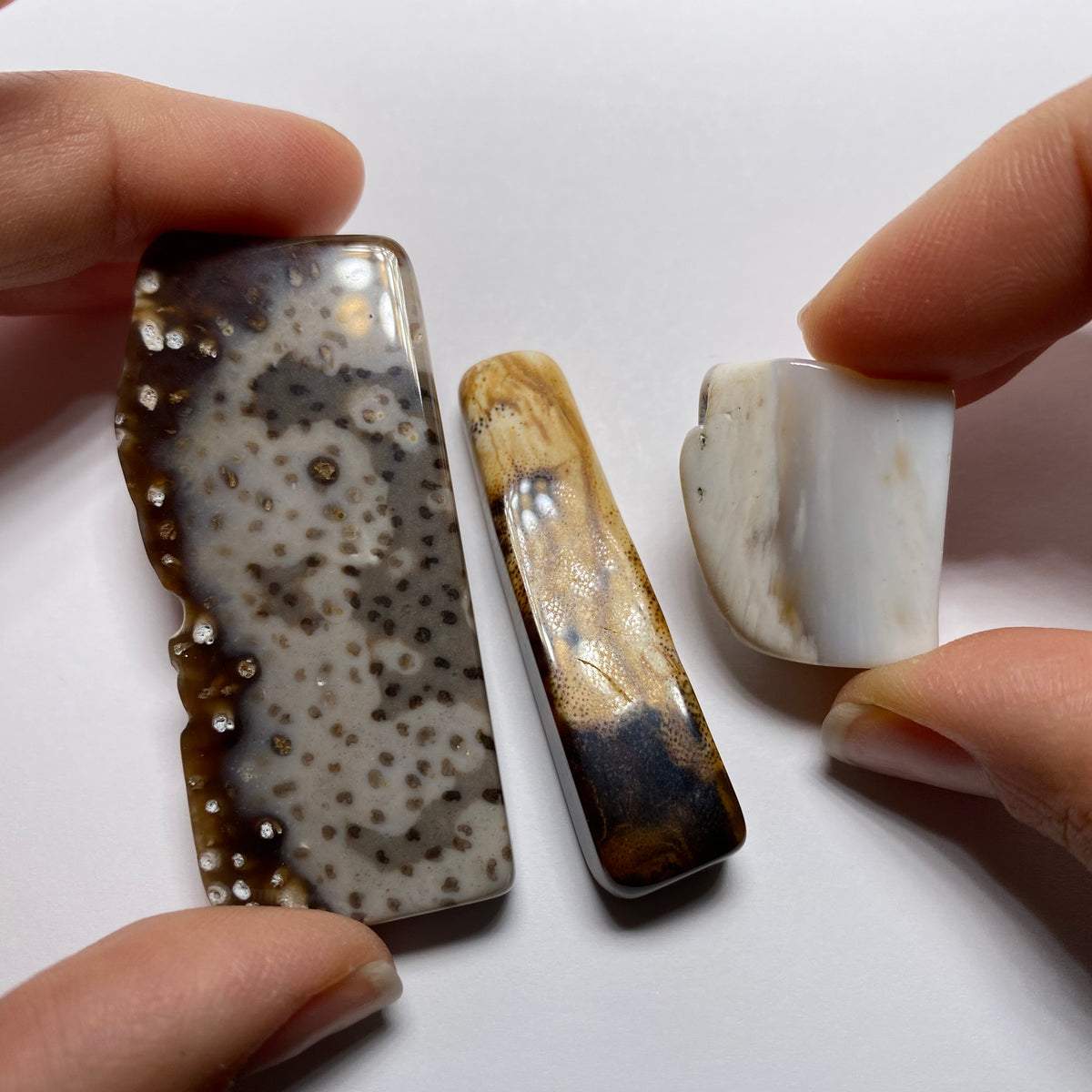 Petrified Wood - Burma