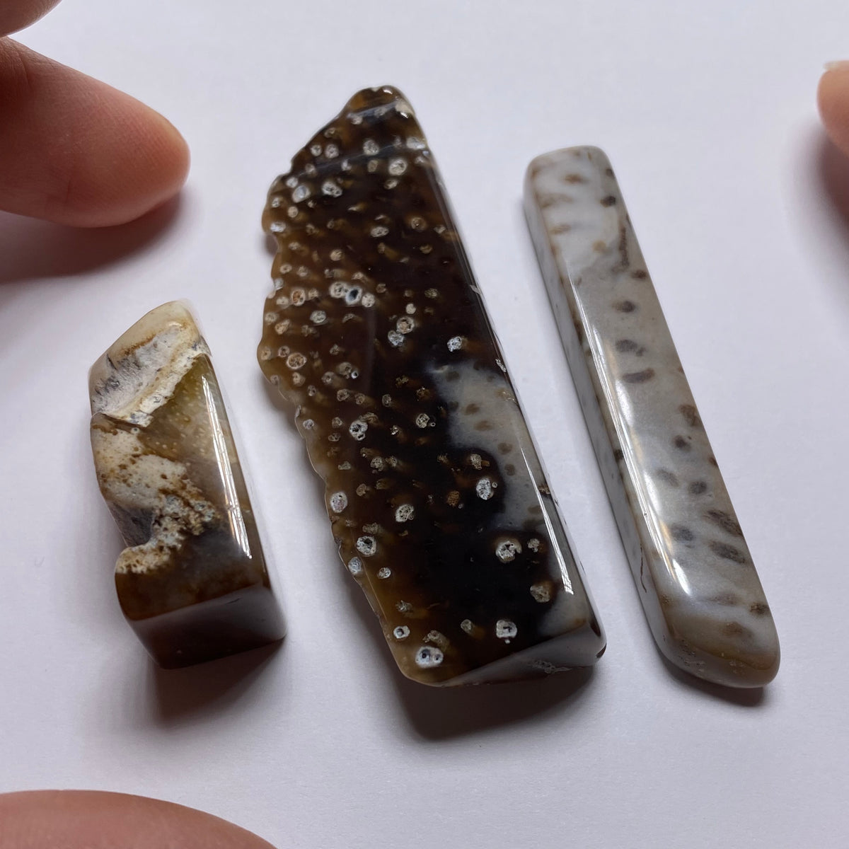 Petrified Wood - Burma