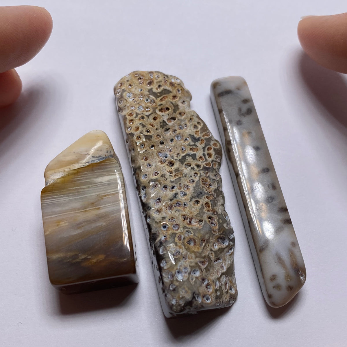 Petrified Wood - Burma