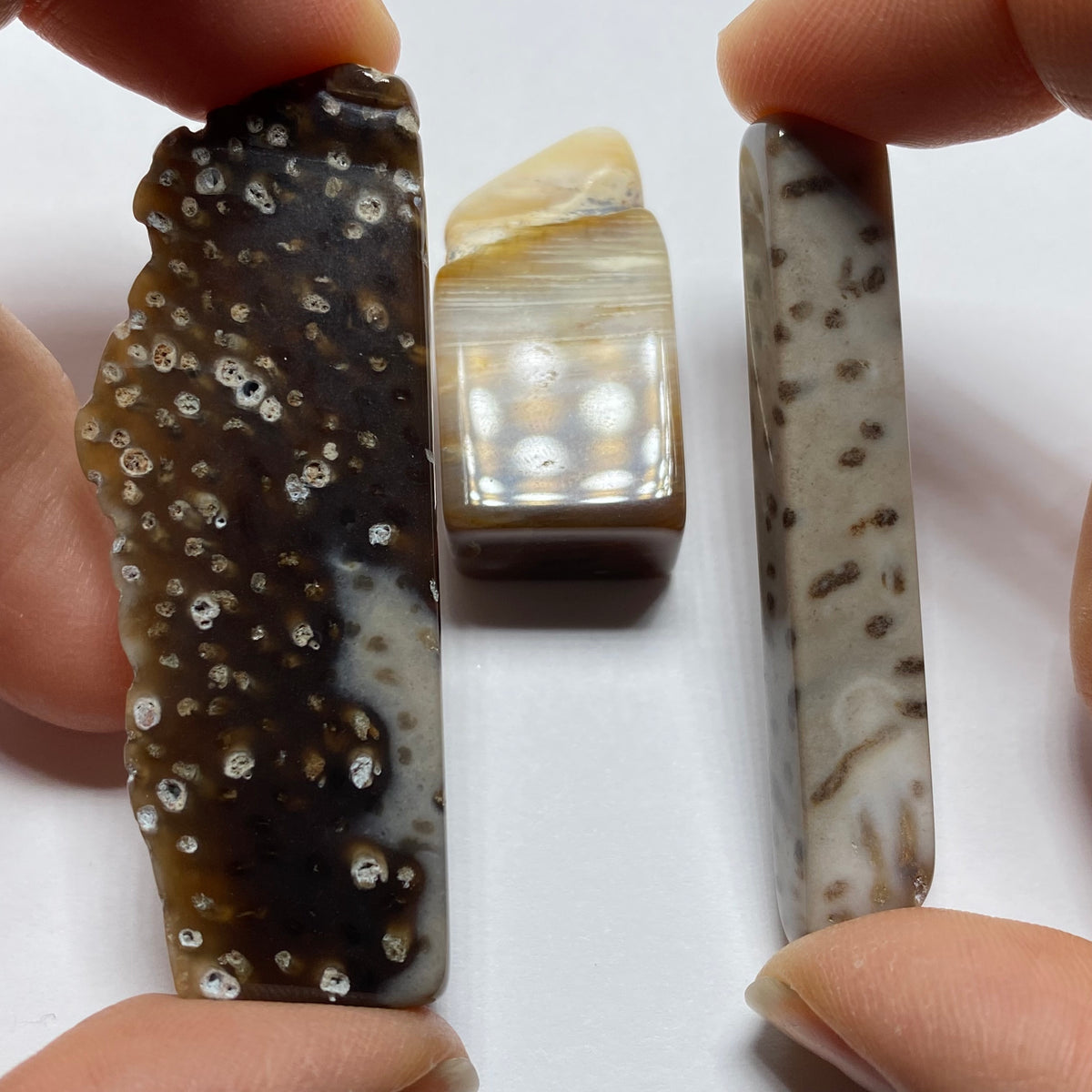 Petrified Wood - Burma