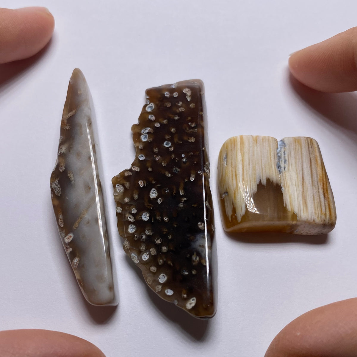 Petrified Wood - Burma
