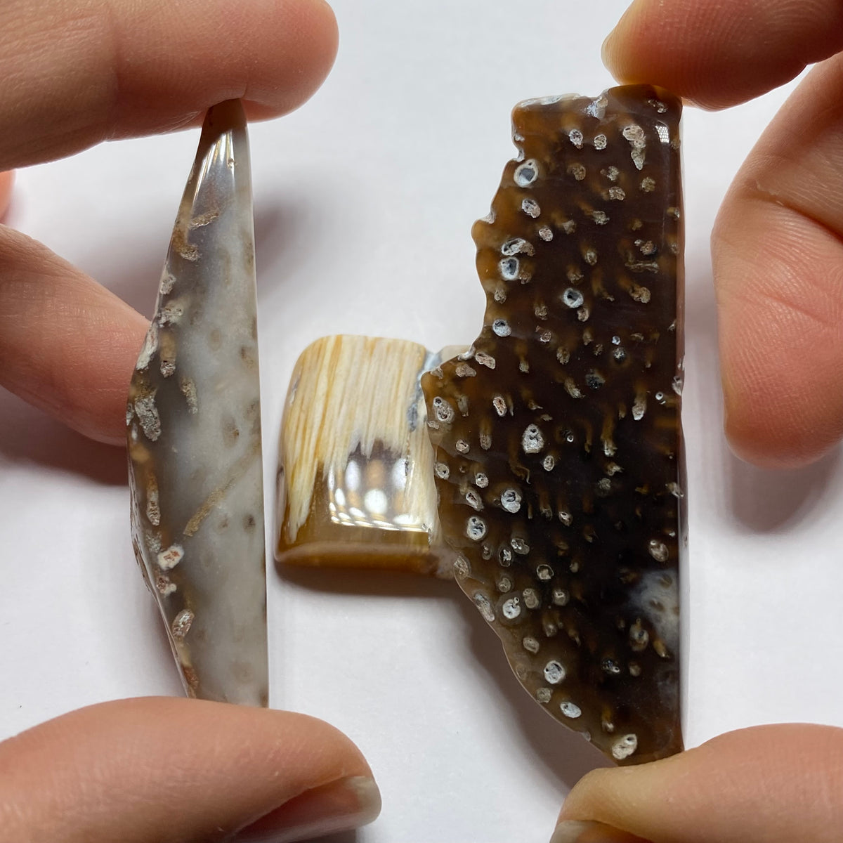 Petrified Wood - Burma