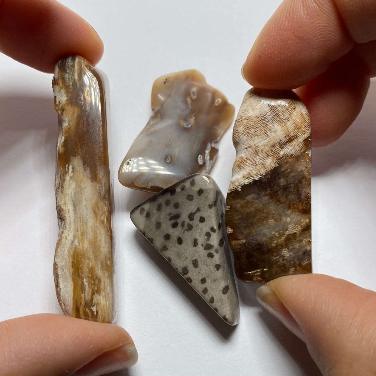 Petrified Wood - Burma