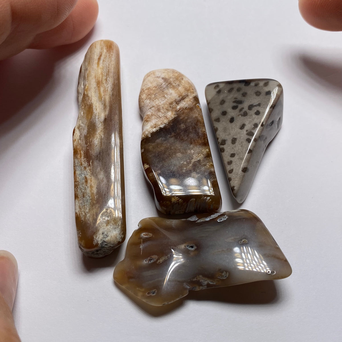 Petrified Wood - Burma