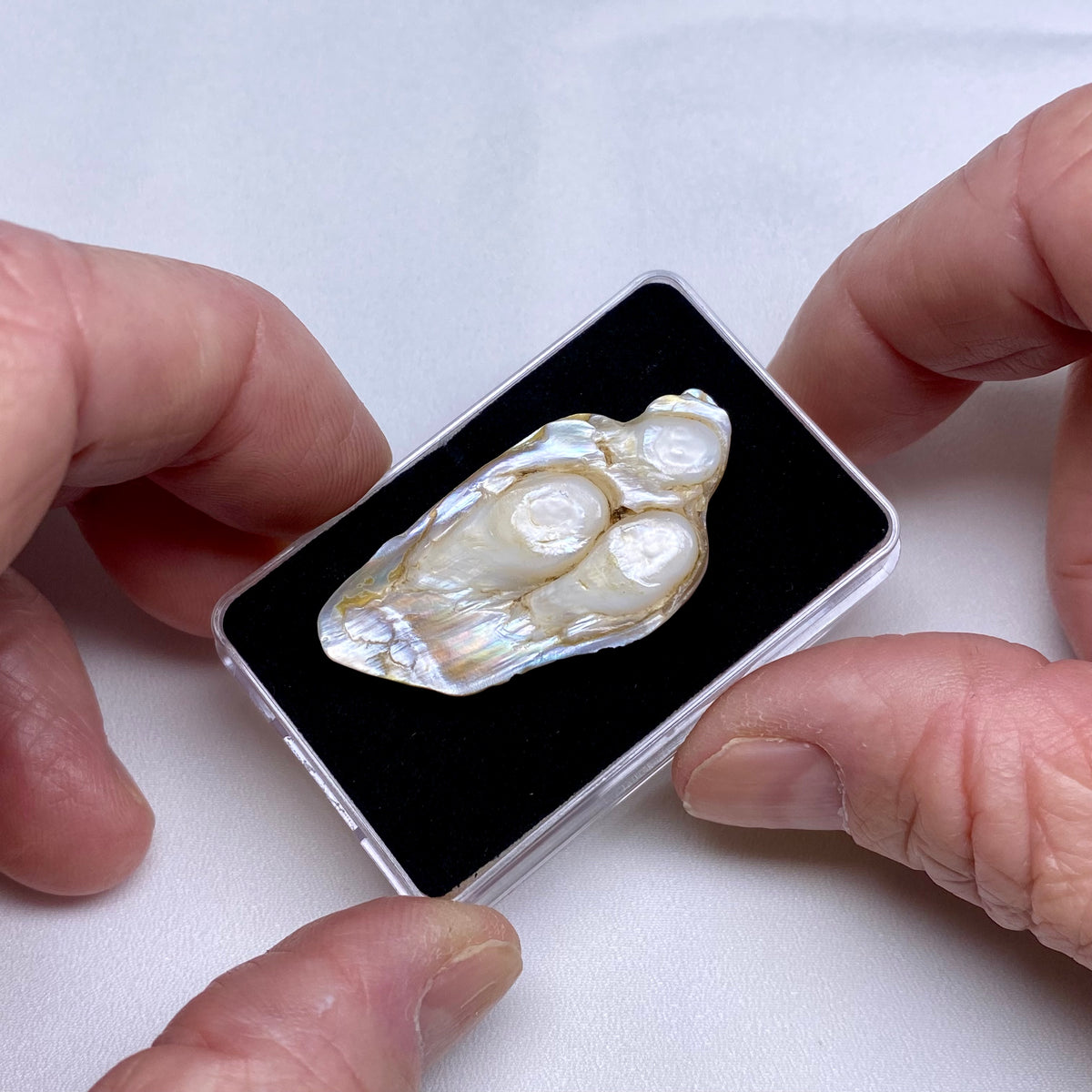 South Sea Pearl Oyster Blister - Indonesia