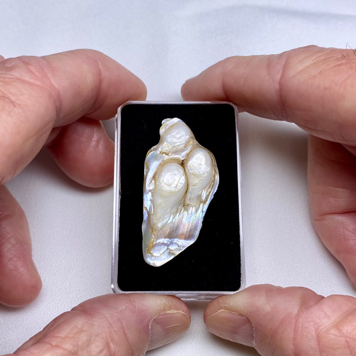 South Sea Pearl Oyster Blister - Indonesia