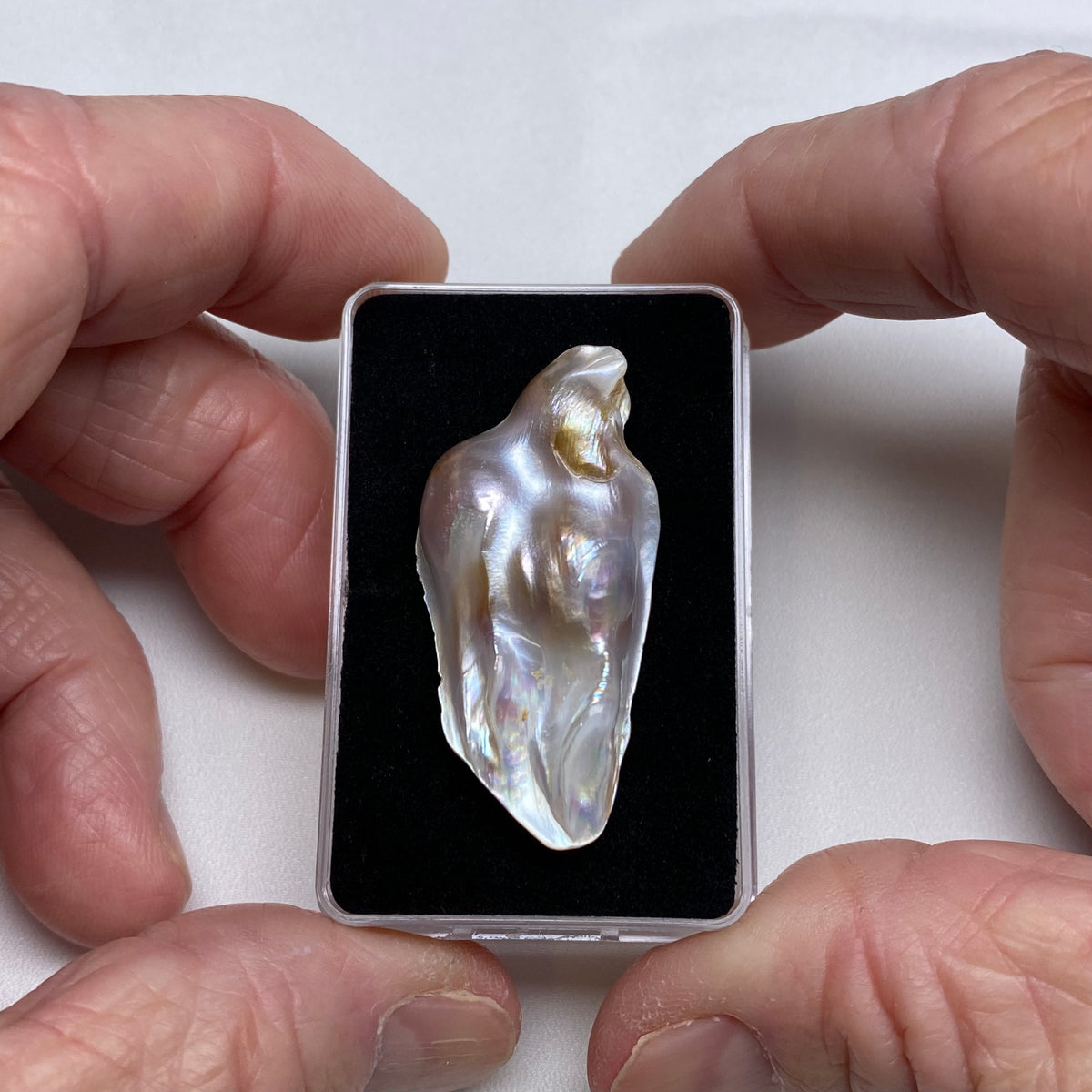 South Sea Pearl Oyster Blister - Indonesia