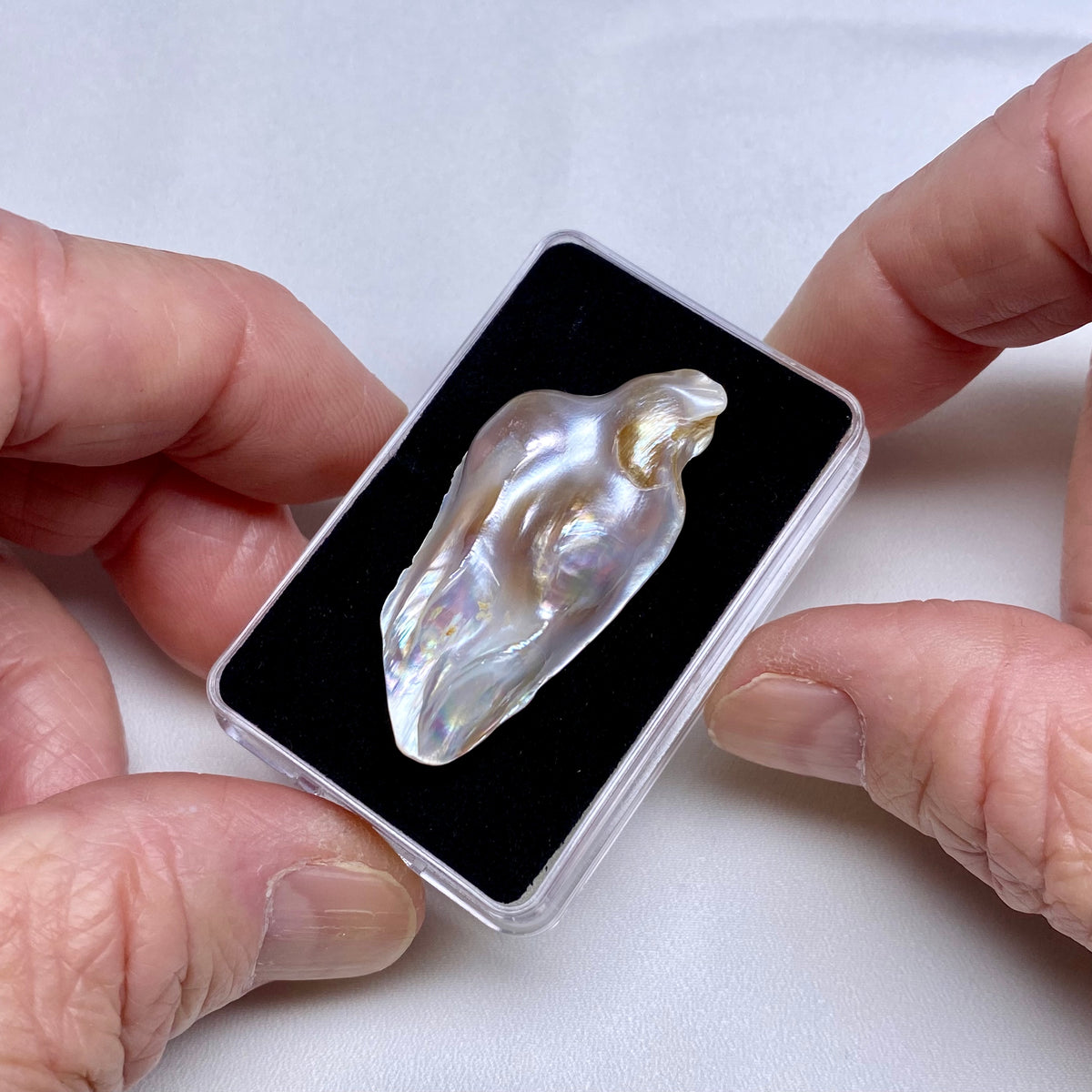 South Sea Pearl Oyster Blister - Indonesia