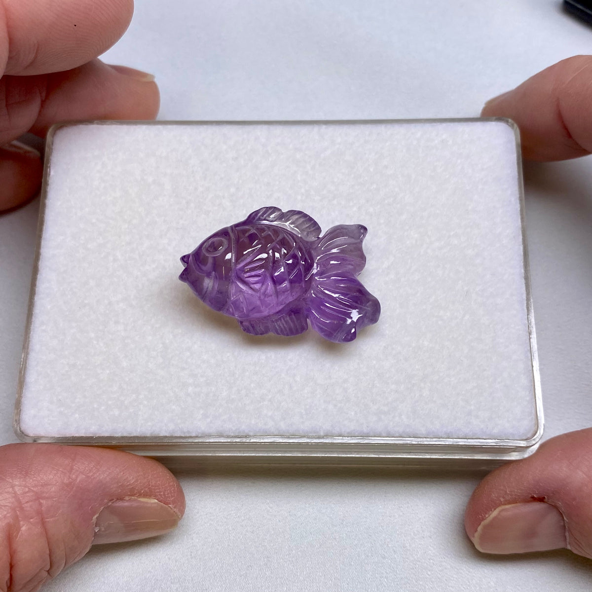 Amethyst Goldfish - Burma