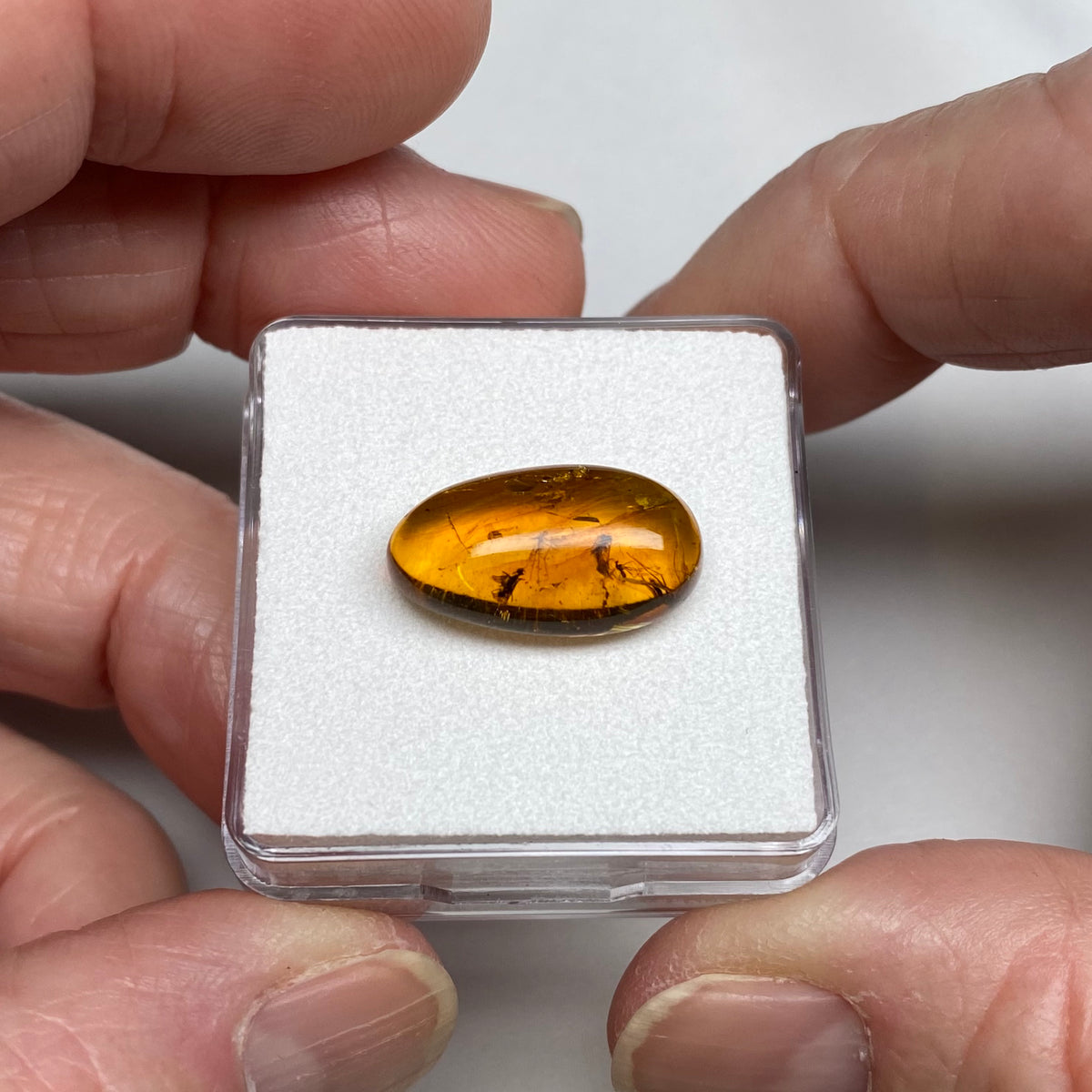 Amber with Fossil Insects – Burma
