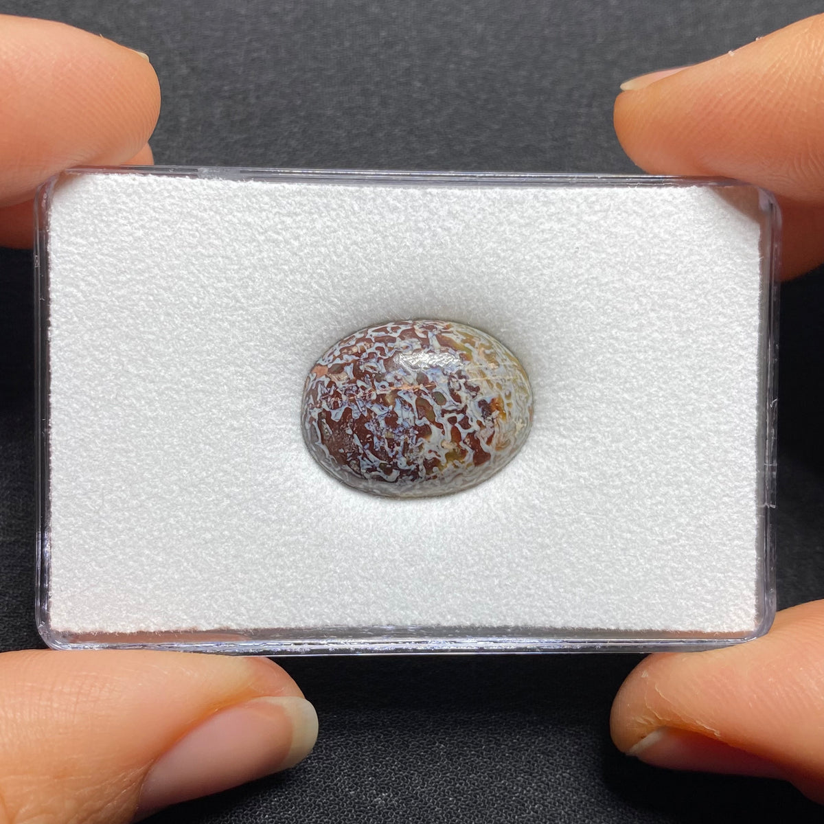 Fossilized Dinosaur Bone Cabochon