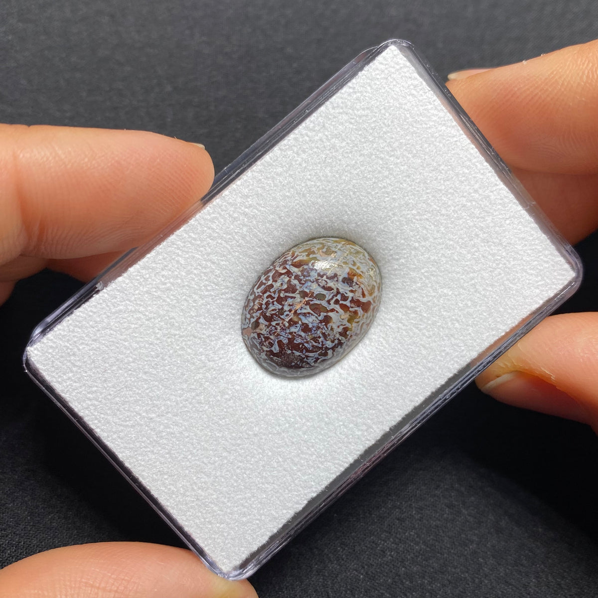 Fossilized Dinosaur Bone Cabochon