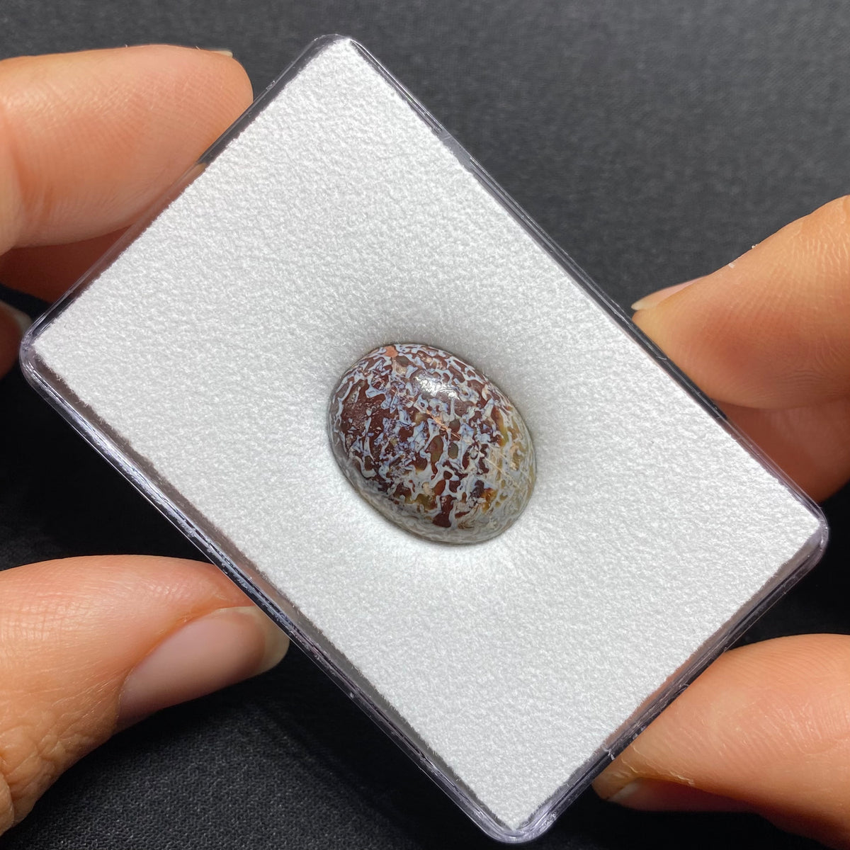 Fossilized Dinosaur Bone Cabochon