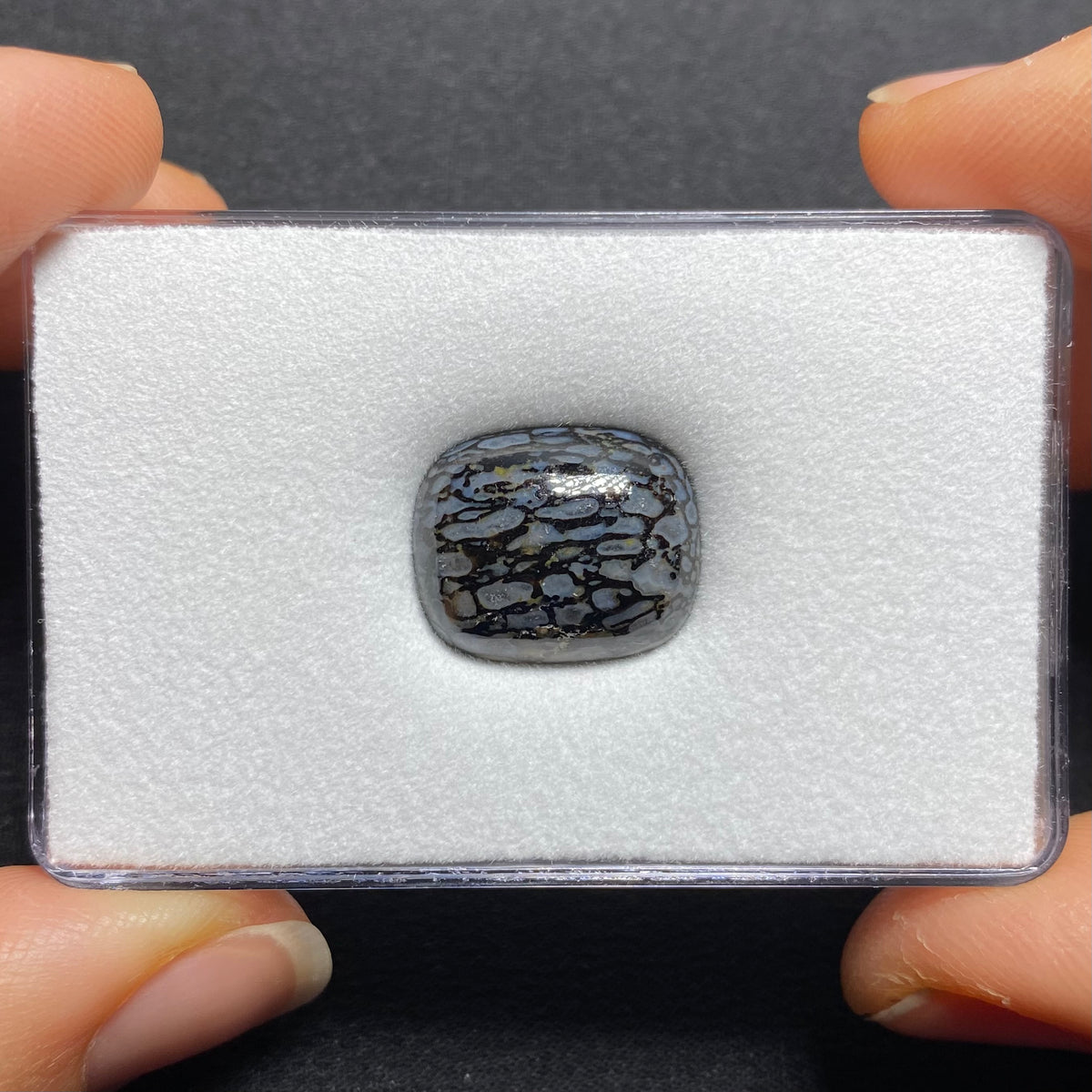 Fossilized Dinosaur Bone Cabochon