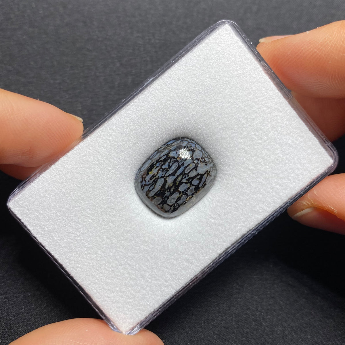 Fossilized Dinosaur Bone Cabochon