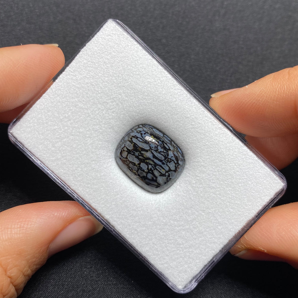 Fossilized Dinosaur Bone Cabochon