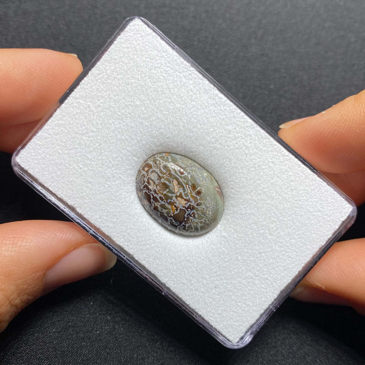 Fossilized Dinosaur Bone Cabochon