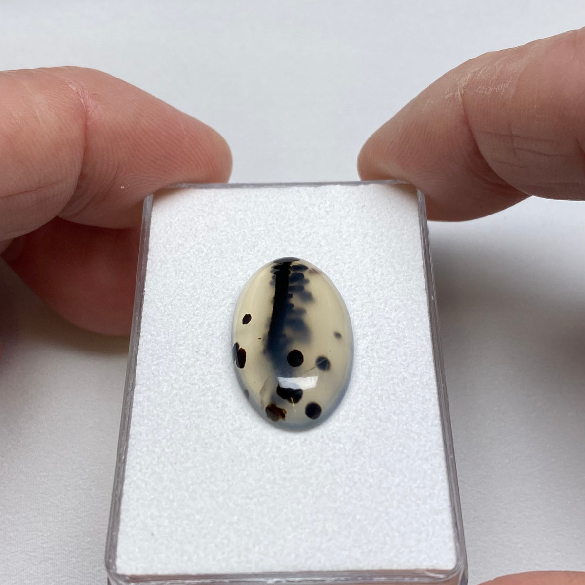 Agate – Montana, USA