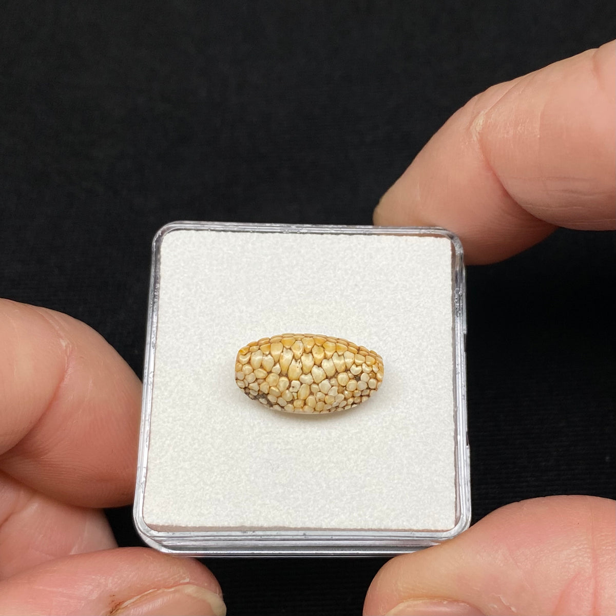 Snakeskin Stone  (fossilized palate of wrasse) - Indonesia