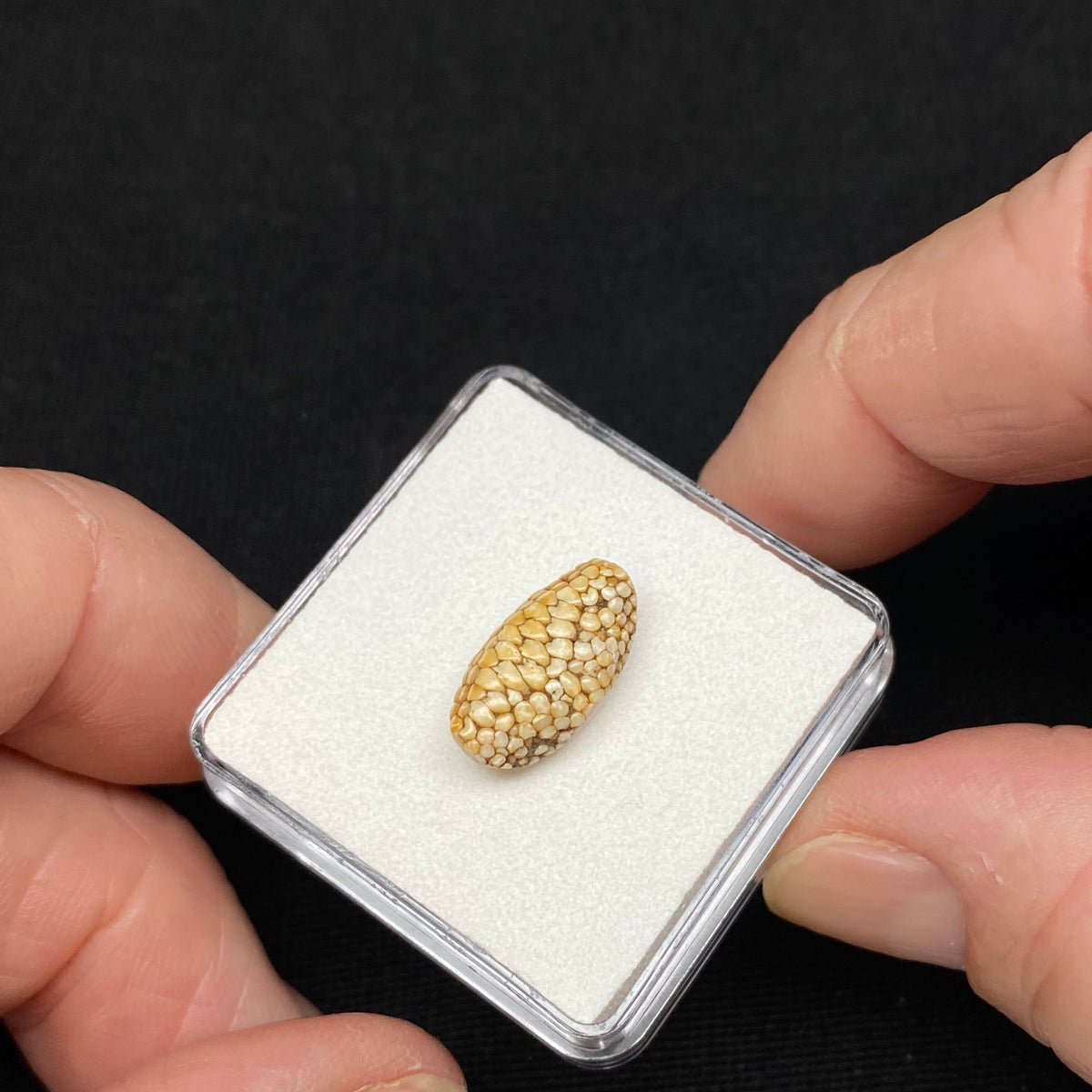 Snakeskin Stone  (fossilized palate of wrasse) - Indonesia